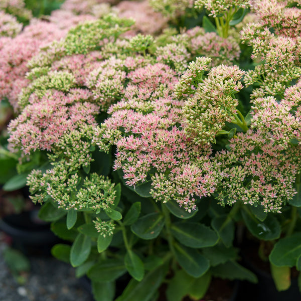 autumn succulent Autumn Fire Stonecrop – Plant Detectives