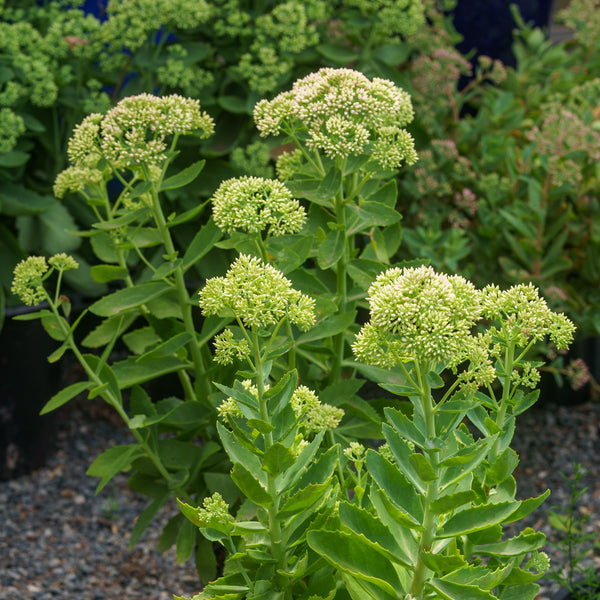 Autumn Joy Stonecrop