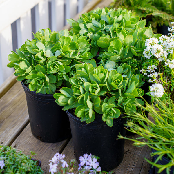 autumn joy succulent Autumn Joy Stonecrop – Plant Detectives