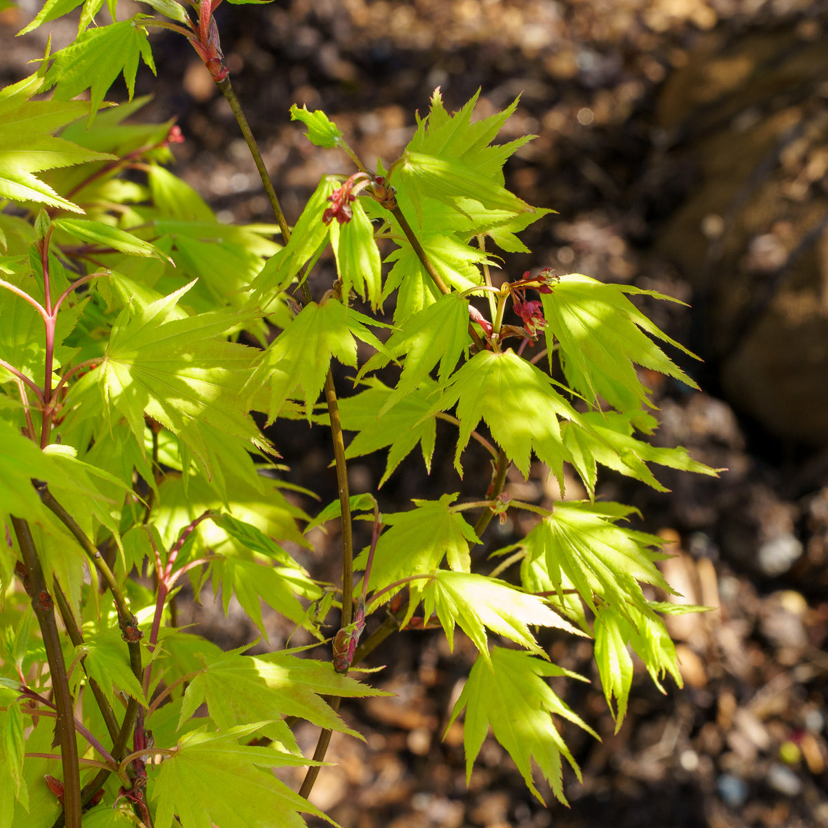 Autumn Moon Full Moon Maple – Plant Detectives