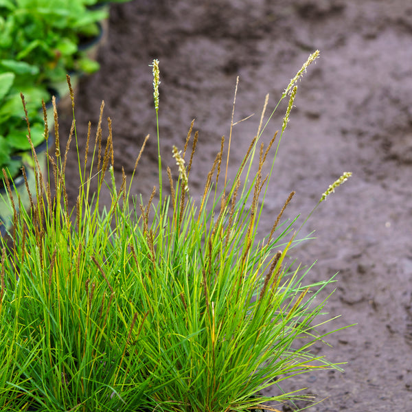 Autumn Moor Grass