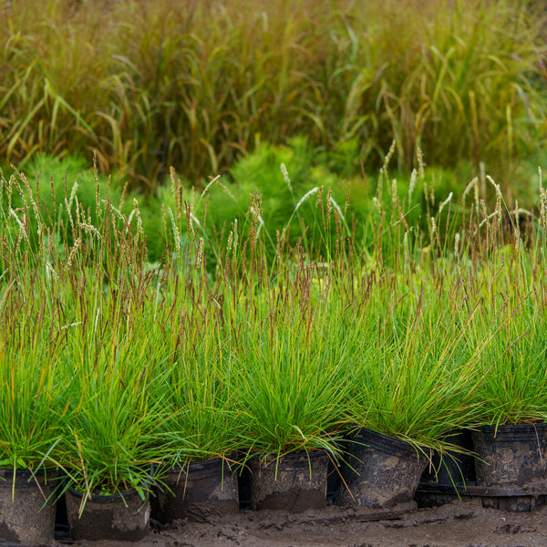 Autumn Moor Grass