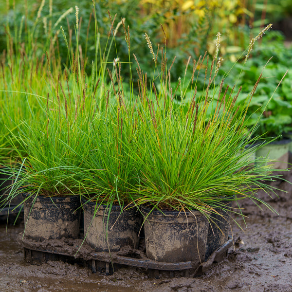 Autumn Moor Grass