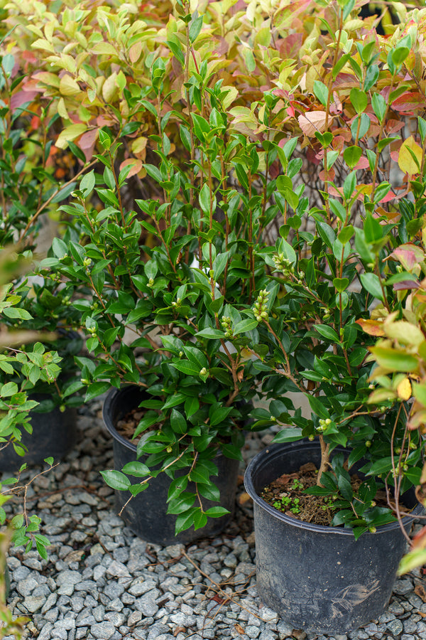 Autumn Rocket Camellia