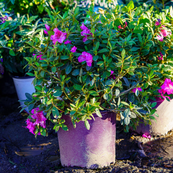 Autumn Royalty Encore Azalea