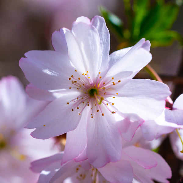 Autumnalis Higan Cherry - Cherry - Flowering Trees