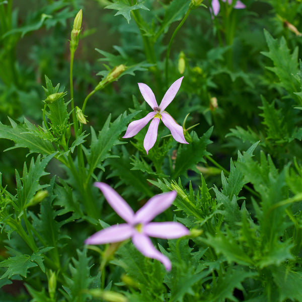 Avant Garde Pink Laurentia
