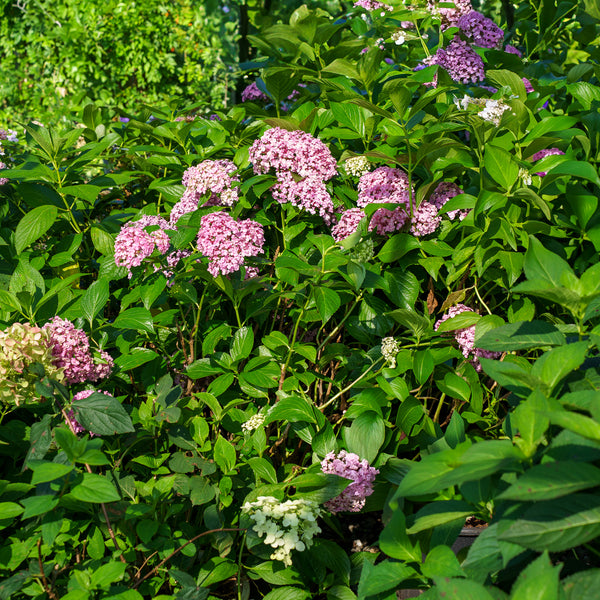 Ayesha Bigleaf Hydrangea