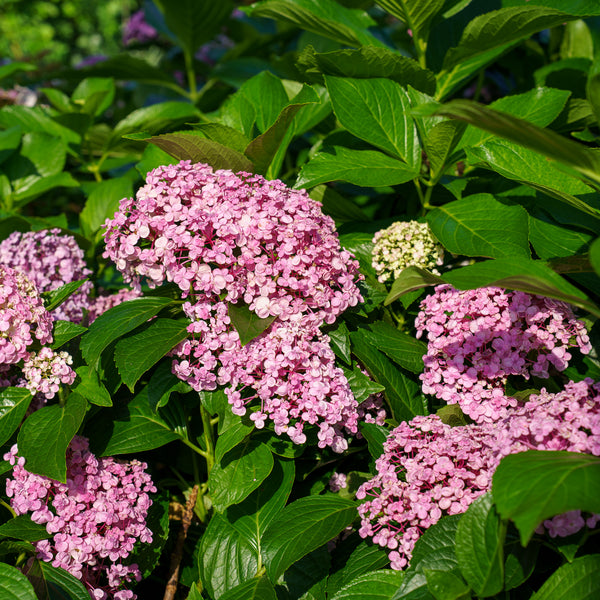 Ayesha Bigleaf Hydrangea