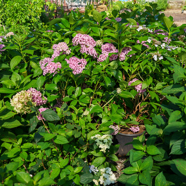 Ayesha Bigleaf Hydrangea