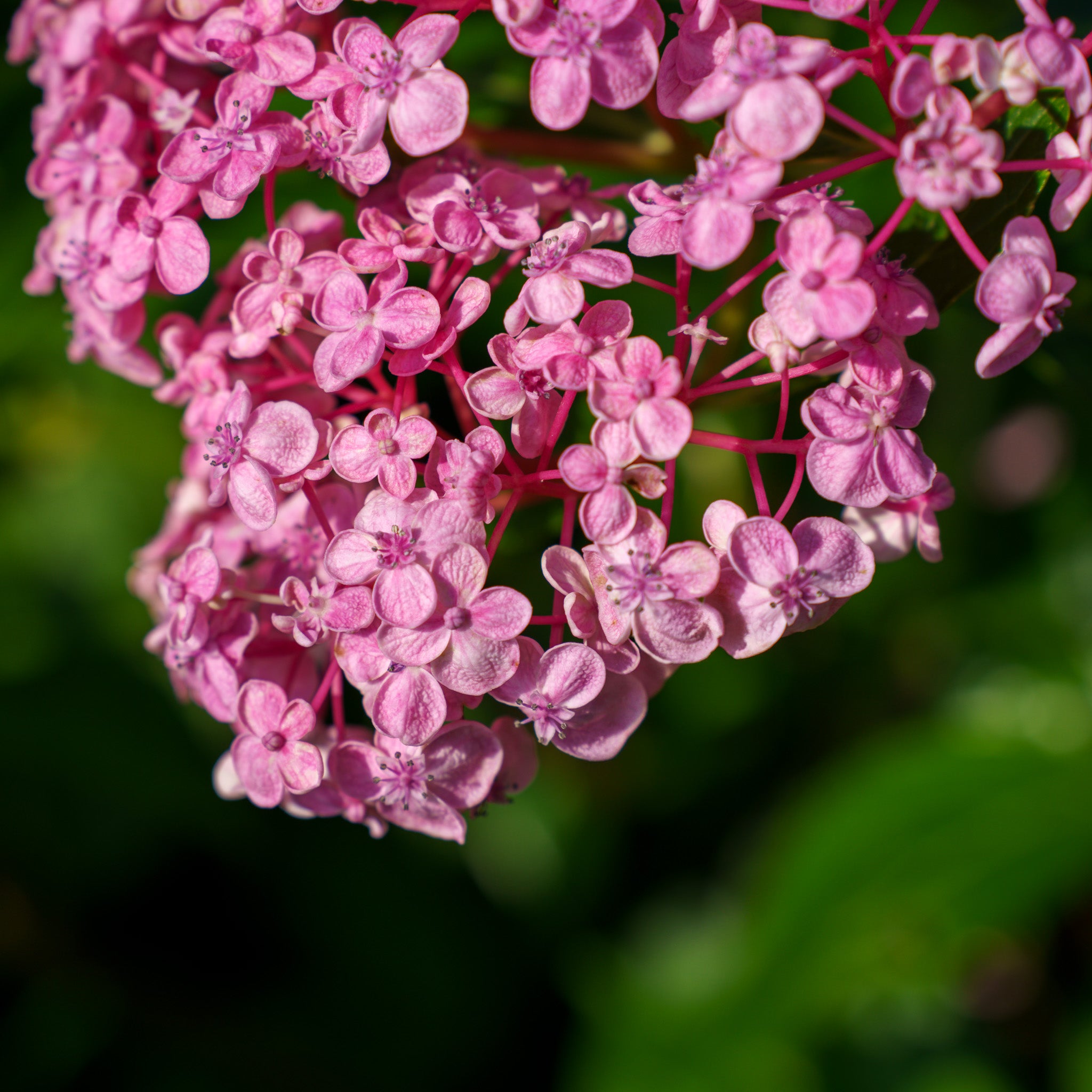Ayesha Bigleaf Hydrangea – Plant Detectives