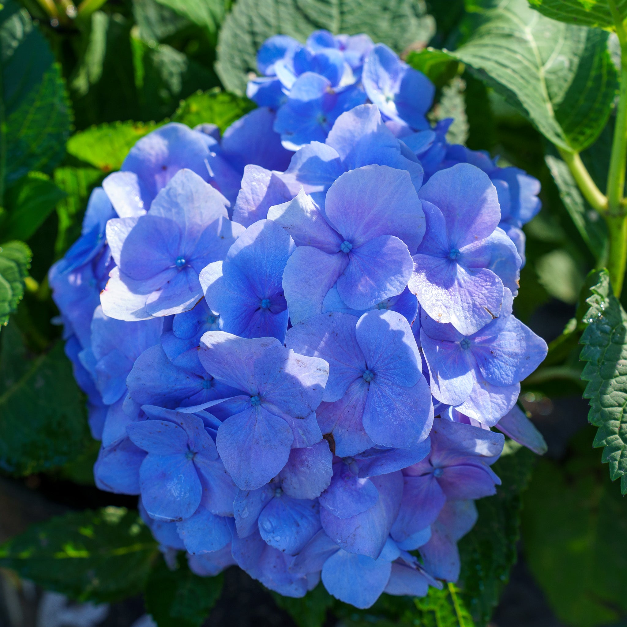 Azure Skies Bigleaf Hydrangea – Plant Detectives