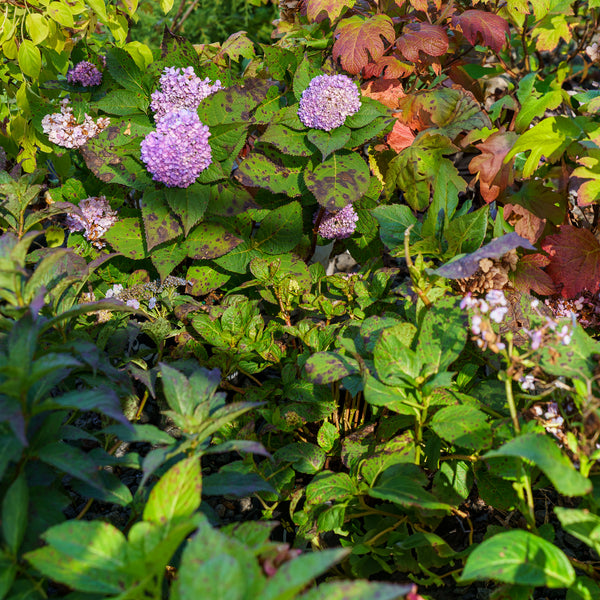 Azure Skies Hydrangea