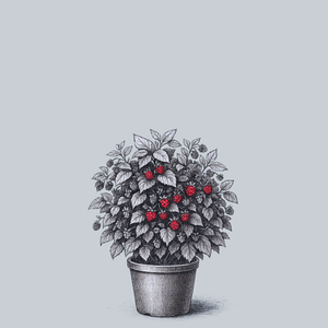 Baby Cakes Blackberry