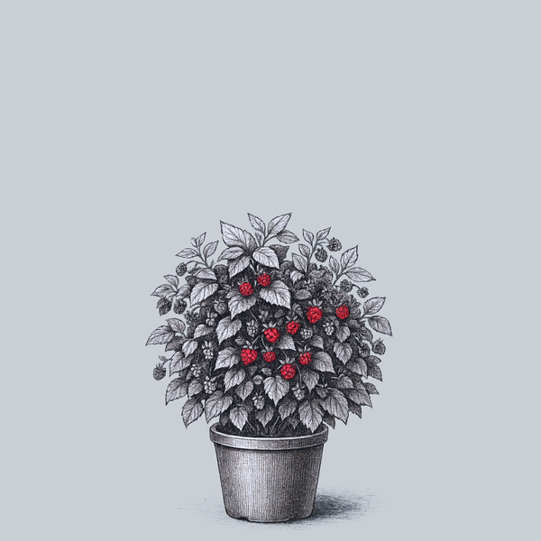 Baby Cakes Blackberry