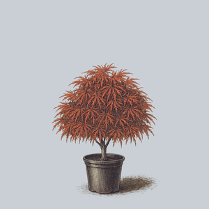 Baby Lace Japanese Maple