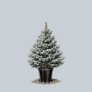 Baby Blue Colorado Spruce