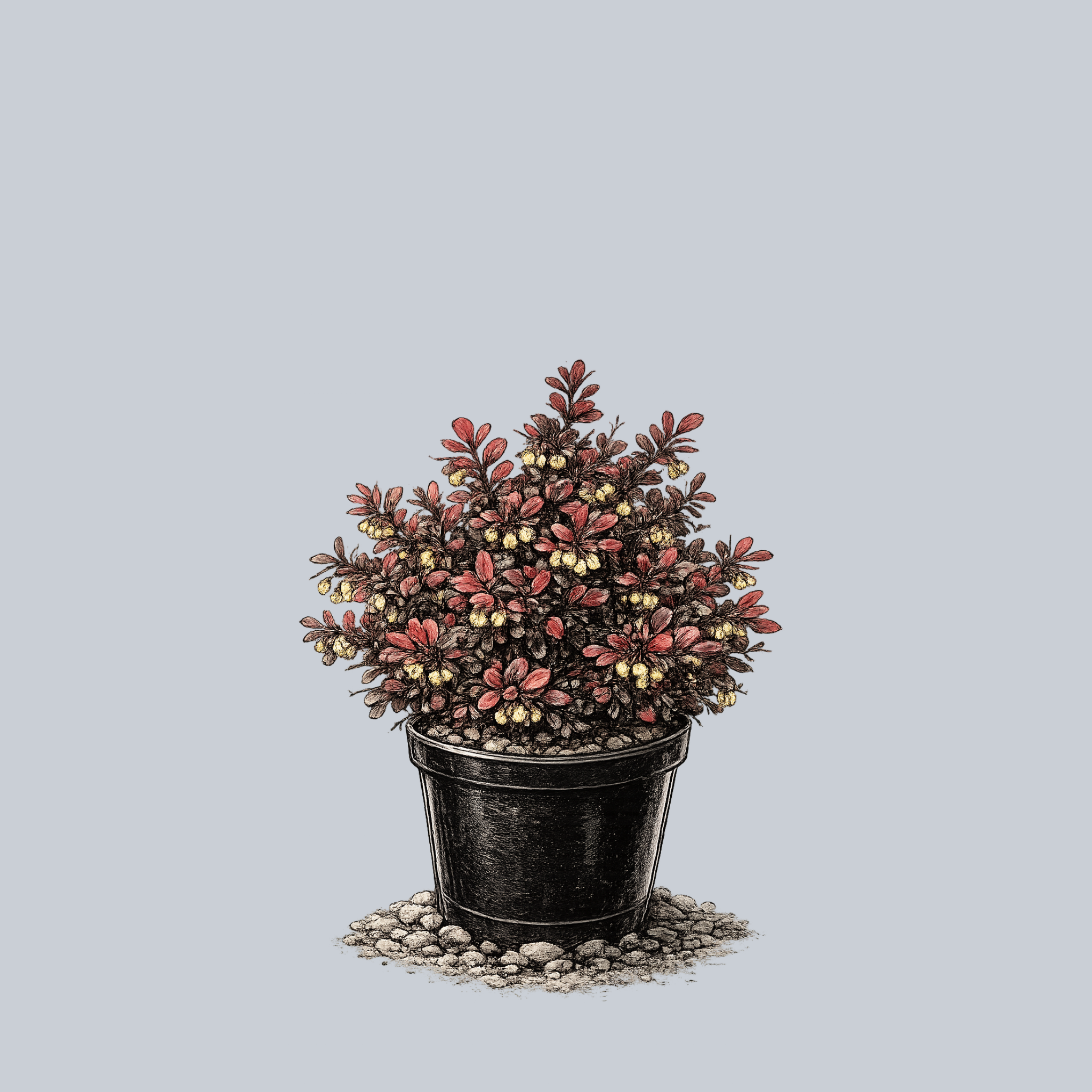 berberis bagatelle plant Bagatelle Barberry – Plant Detectives