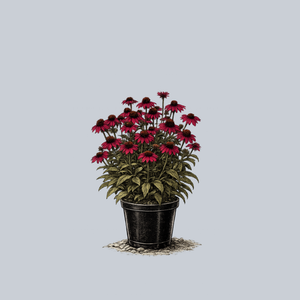Sombrero Baja Burgundy Coneflower