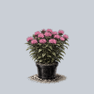 Balmy Pink Bee Balm
