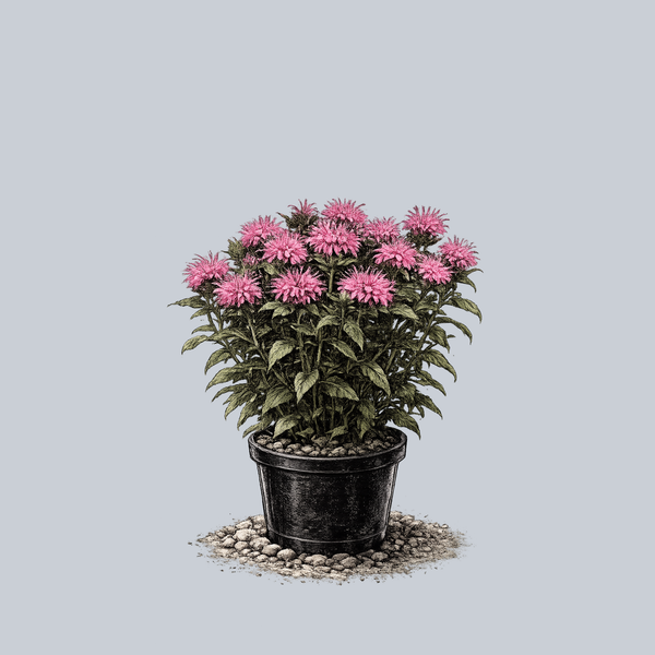 Balmy Pink Bee Balm