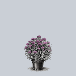 Balmy Purple Bee Balm