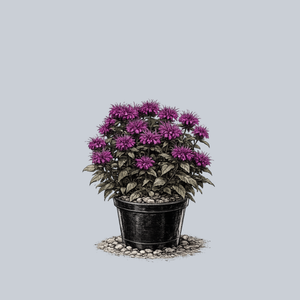 Balmy Purple Bee Balm