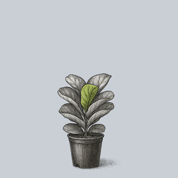 Bambino Fiddle Leaf Fig