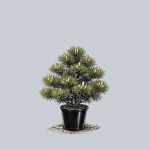 Banshosho Dwarf Japanese Black Pine