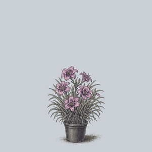 Barbara Mitchell Daylily