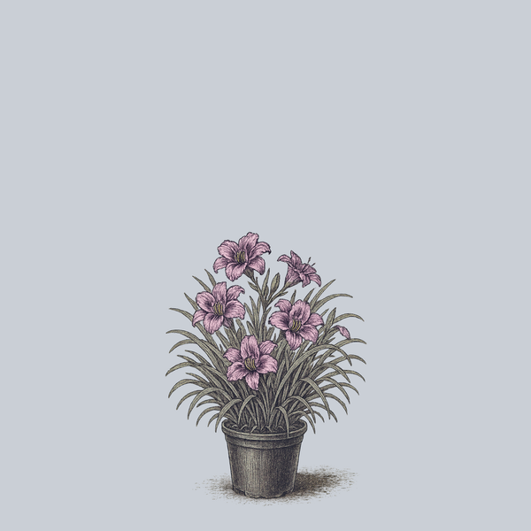 Barbara Mitchell Daylily