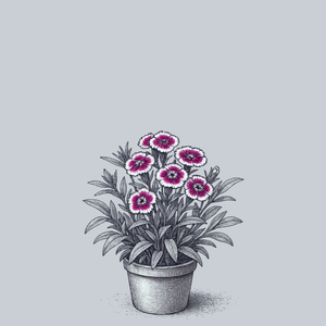 Barbarini Purple Bi-Color Sweet William