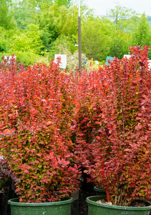 Barberry Containers
