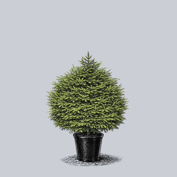 Barnes Oriental Spruce