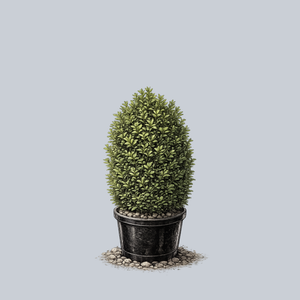 Barrel Form Green Mountain Boxwood