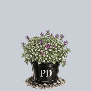 Beacon Silver Spotted Deadnettle