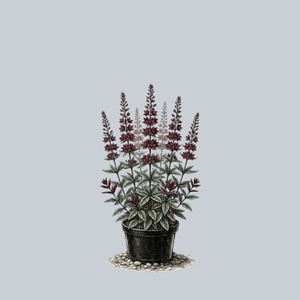 Beaujolais Loosestrife