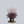 Load image into Gallery viewer, Beauty of Ernst Astilbe
