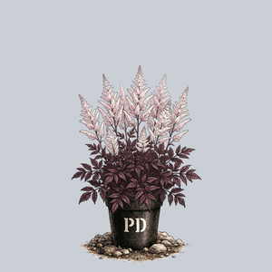 Beauty of Ernst Astilbe