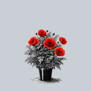 Beauty of Livermere Oriental Poppy