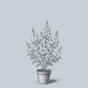 Beauty of Moscow Lilac