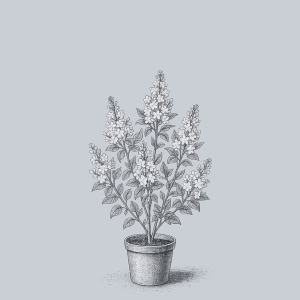 Beauty of Moscow Lilac