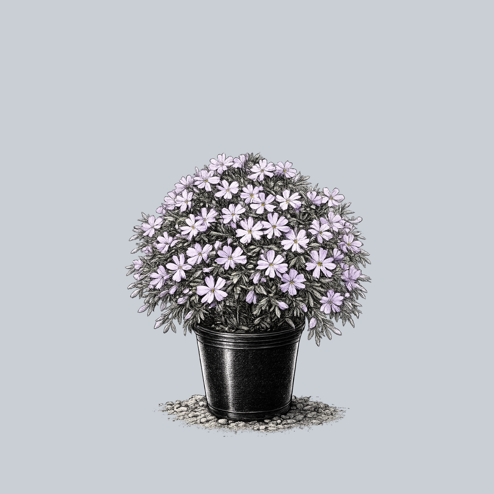 Bedazzled Lavender Creeping Phlox  Plant Detectives
