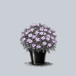 Bedazzled Pink Creeping Phlox