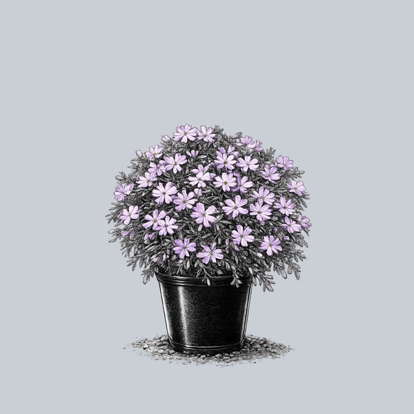 Bedazzled Pink Creeping Phlox