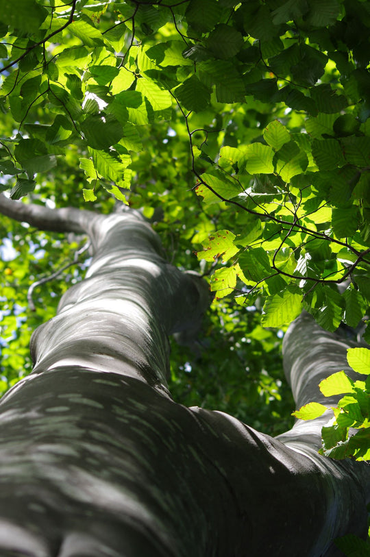 Beech (Fagus) – Plant Detectives