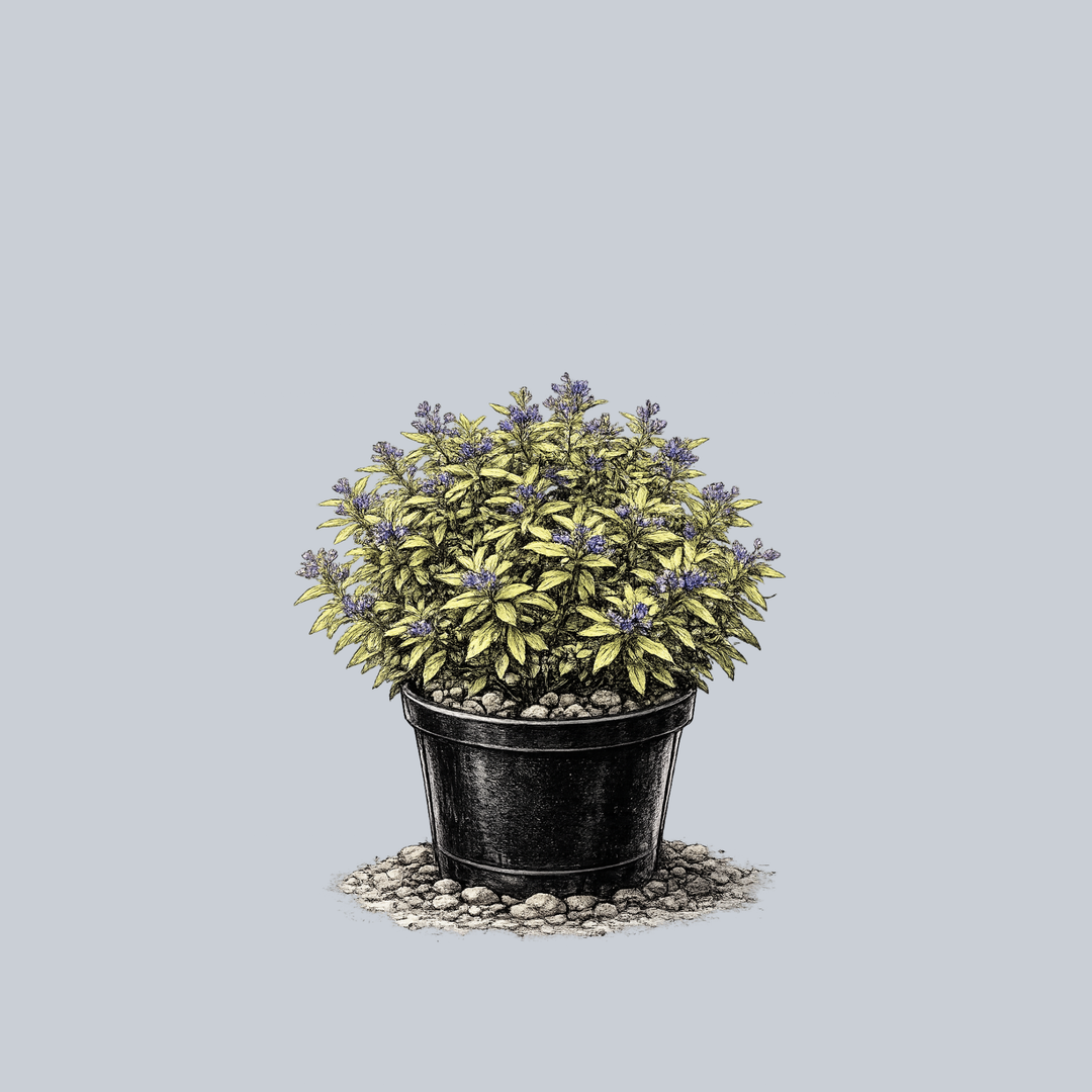 The Bluebeard Guide – Plant Detectives