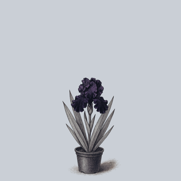 Before The Storm Bearded Iris