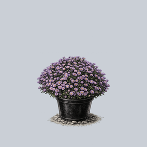 Believer Purple New York Aster