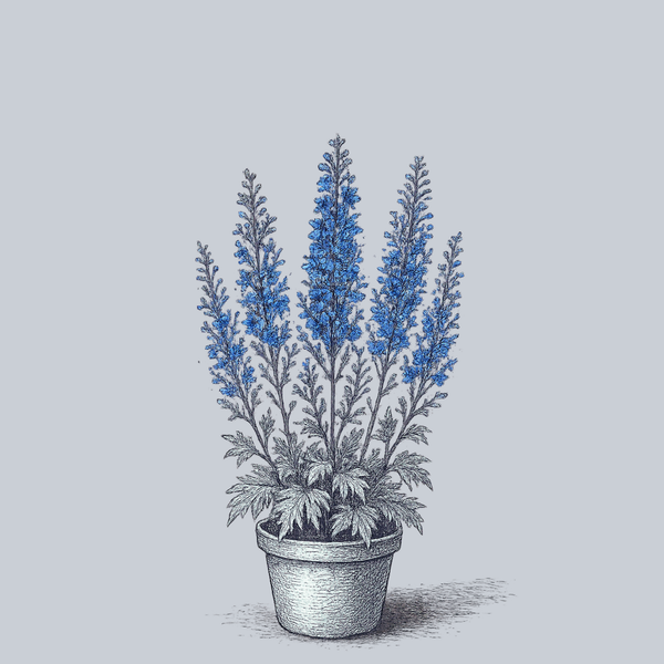 plant delphinium in pots Bellamosum Delphinium – Plant Detectives